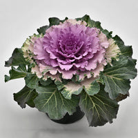 Brassica oleracea mixed colour gemüse samen für aussaat