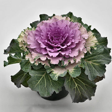 Brassica oleracea mixed colour gemüse samen für aussaat