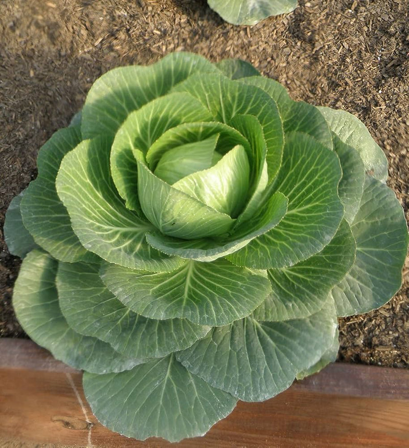 Brassica oleracea seedlings sprouting aus non gmo macaroni samen