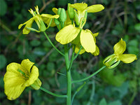 hell Gelb Brassica Oleracea Blumensamen zur Aussaat sonnenliebend Traditionssorte & ohne Gentechnik Samen Hausgarten