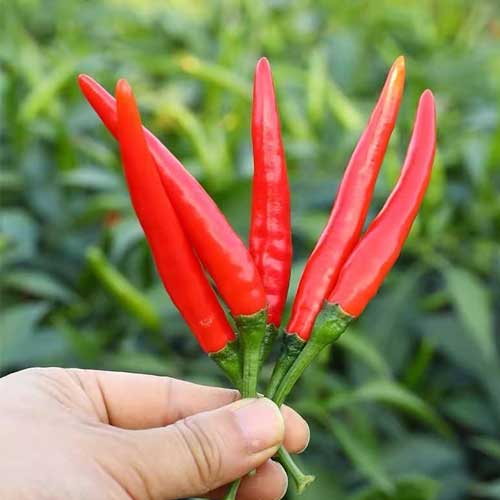 Brazilian maroon chili pepper pflanze in garten