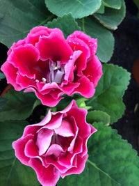 Brazilian gloxinia rosa blume samen for anpflanzung