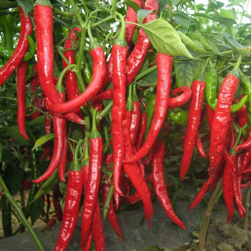 Brazilian maroon chili pepper samen für aussaat