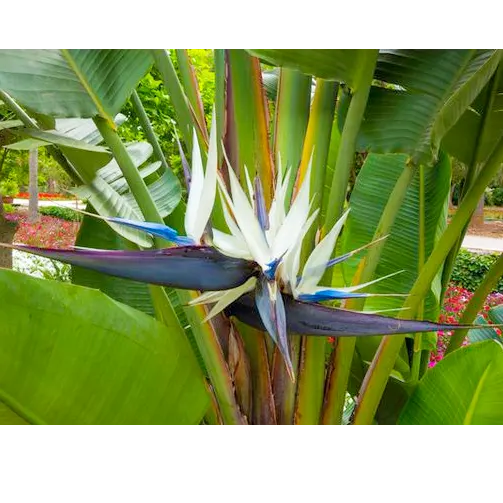 Weiß Paradiesvogelblume Reginae Blumensamen zur Aussaat robust Sorte Traditionssorte & ohne Gentechnik Samen Hausgarten