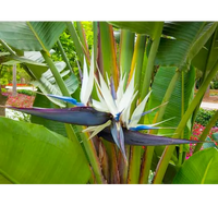 Weiß Paradiesvogelblume Reginae Blumensamen zur Aussaat robust Sorte Traditionssorte & ohne Gentechnik Samen Hausgarten