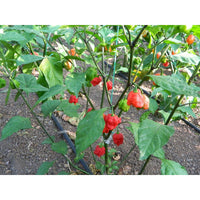 Breath chilli pflanze developing outdoors
