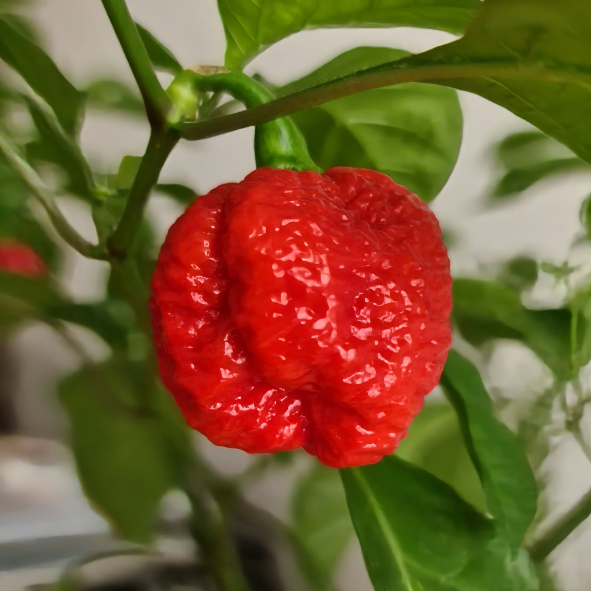 Breath chilli samen für aussaat in home gardens