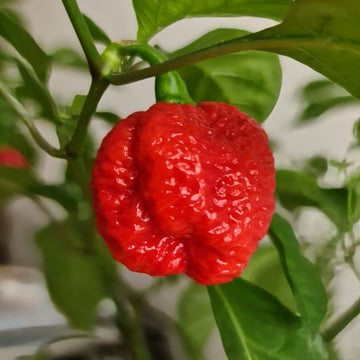 Breath chilli samen für aussaat in home gardens