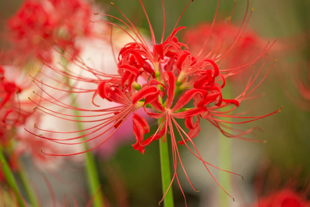 Lycoris Blumensamen zur Aussaat – kompakt Wuchs – Traditionssorte & ohne Gentechnik Samen Hausgarten