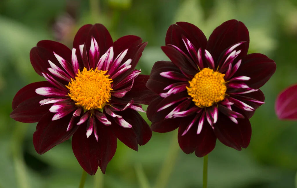 Night Schmetterling Dahlie Blumensamen zur Aussaat – Halbschatten verträglich – Traditionssorte & ohne Gentechnik Samen Hausgarten