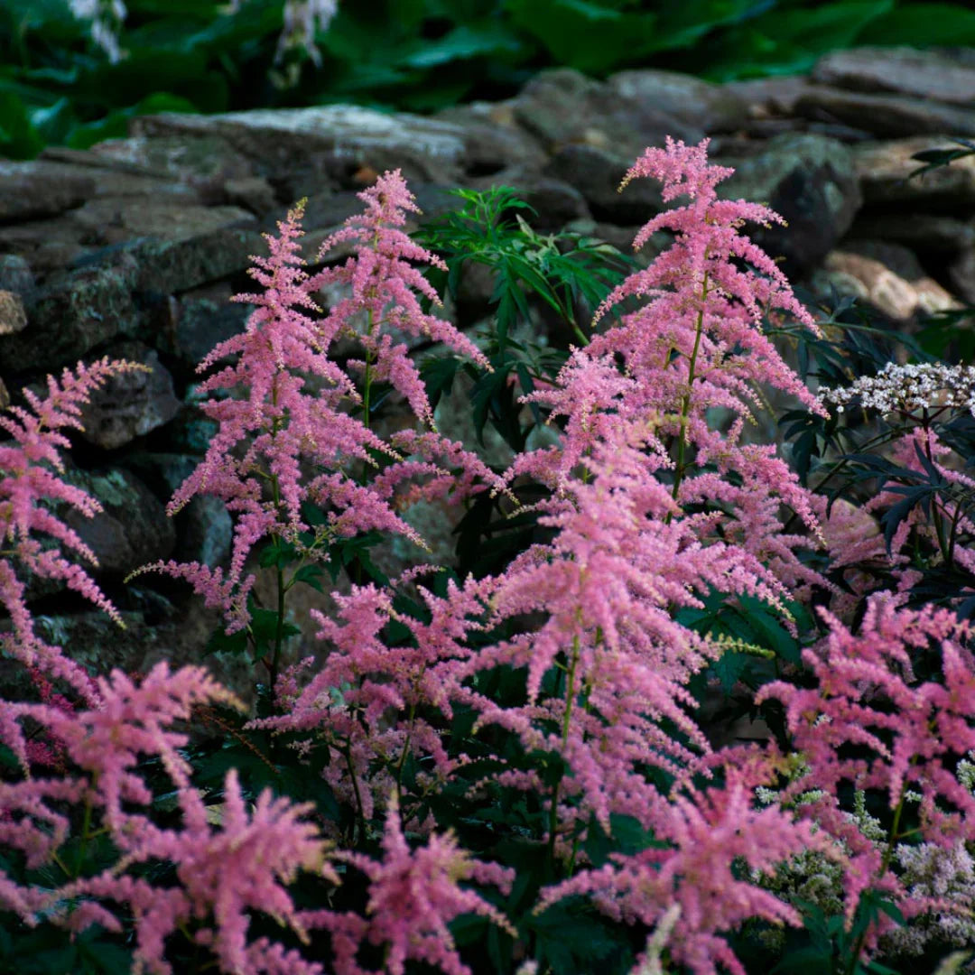 Bressingham perennial blume samen for anpflanzung
