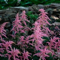 Bressingham perennial blume samen for anpflanzung