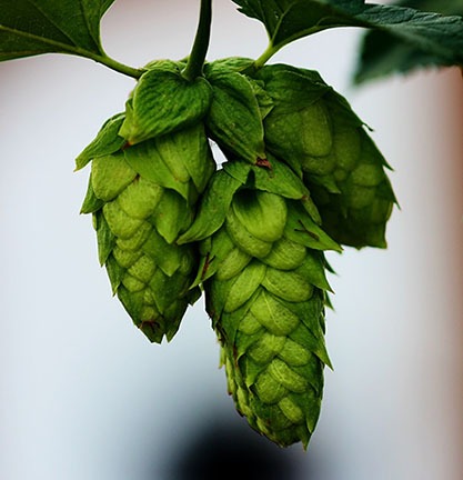 frisch hops cones used for beer brewing