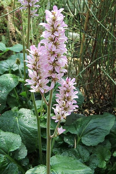 Bridal Wreath Samen Francoa appendiculata producing white and pink Blume spikes