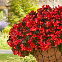 Bright begonia pflanze samen for anpflanzung – colorful garten blooms