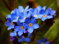 Forget Me Not Blumensamen zur Aussaat – lang Blüte Saison – Traditionssorte & ohne Gentechnik Samen Hausgarten