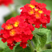 Non gmo wandelrose pflanze samen for easy growth