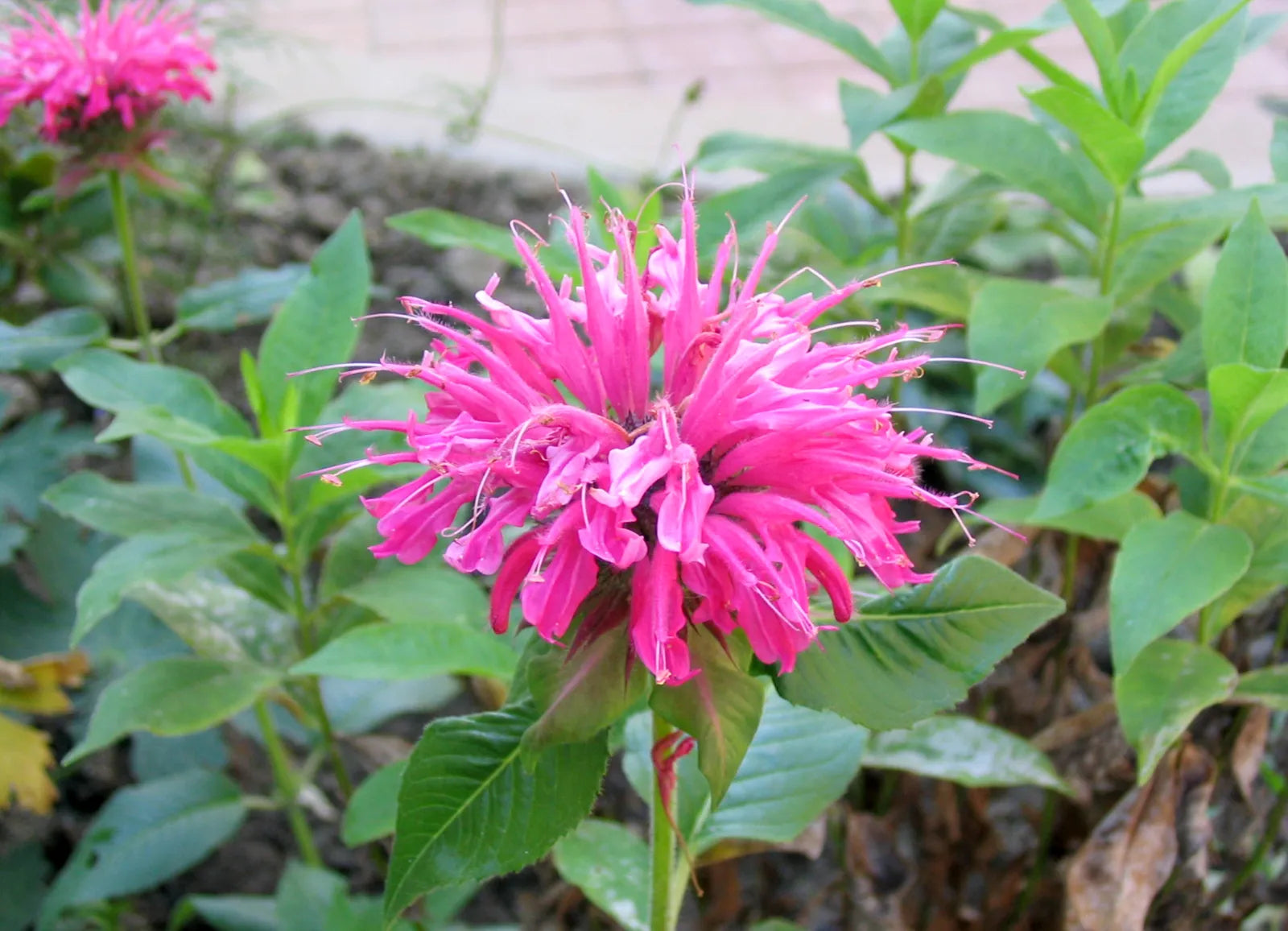 Monarda blume samen for home garten anpflanzung