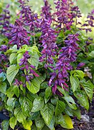 Bright Purple Salvia Blumen from Samen thriving in containers