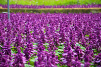 Bright Purple Salvia splendens Scarlet Sage Samen producing vivid purple blooms