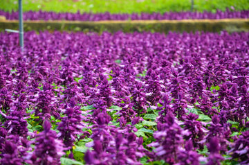 Bright Purple Salvia splendens Scarlet Sage Samen producing vivid purple blooms