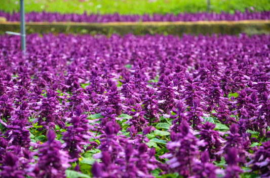 Bright Purple Salvia splendens Scarlet Sage Samen producing vivid purple blooms