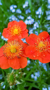 Geum Blumensamen zur Aussaat duftend Blüten Traditionssorte & ohne Gentechnik Samen Hausgarten