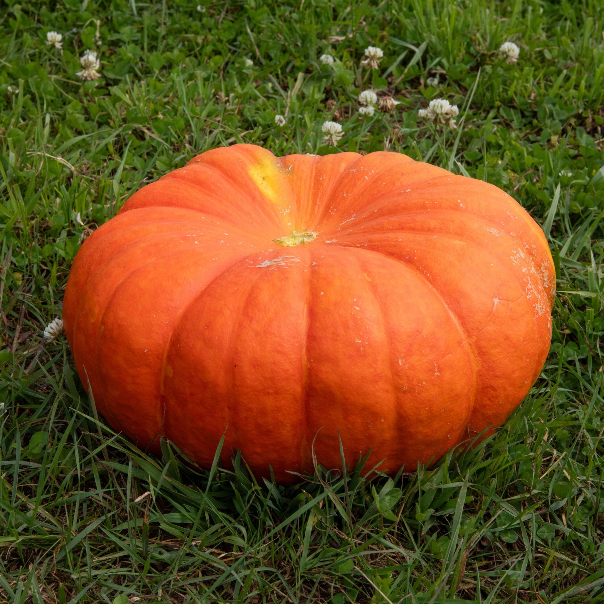 Bright red french pumpkin samen für aussaat