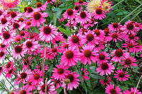 Bright Star Coneflower Echinacea purpurea Samen for Aussaat
