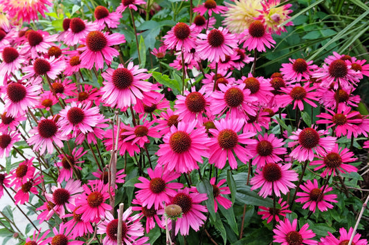 Bright Star Coneflower Echinacea purpurea Samen for Aussaat