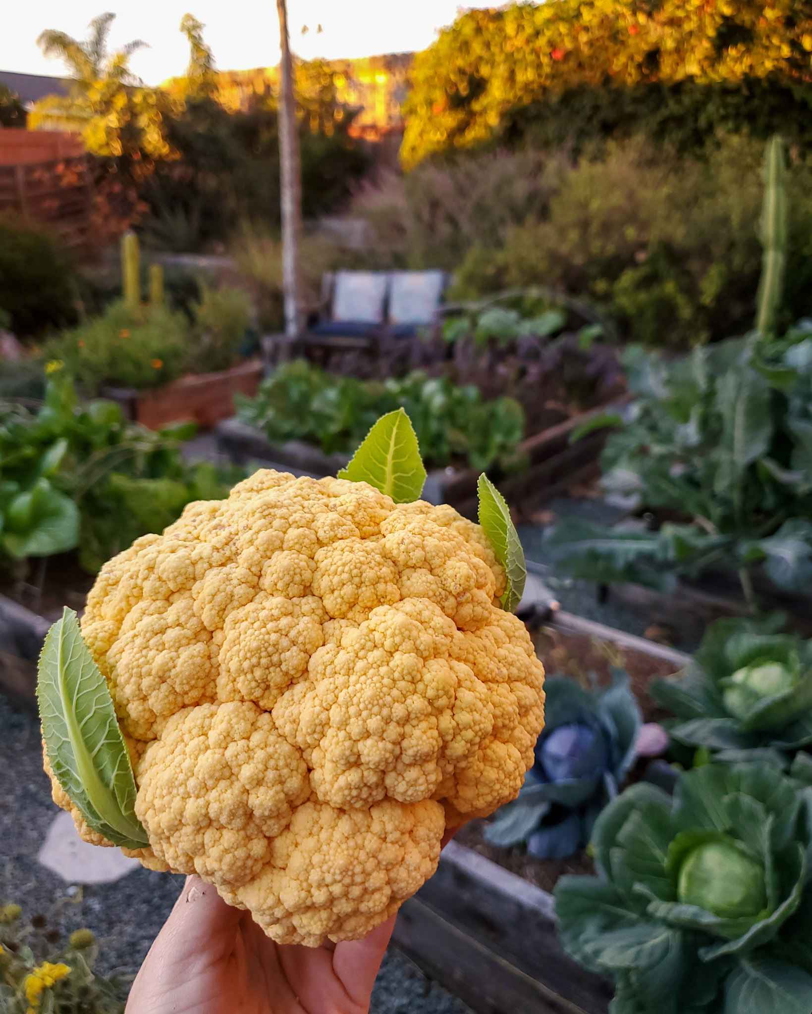 Bright gelbe cauliflower gezogen aus quality samen