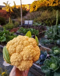 Bright gelbe cauliflower gezogen aus quality samen