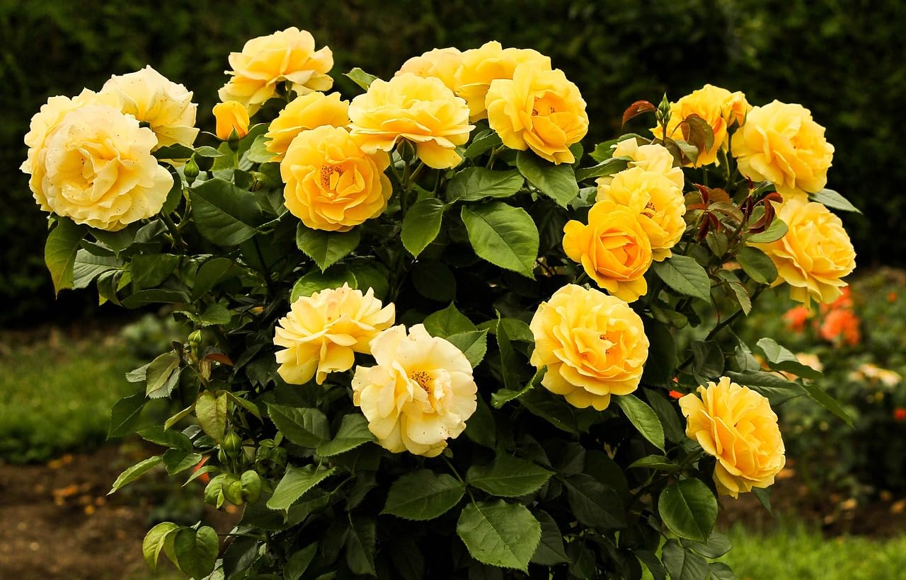 Bright gelb rose bush in bloom