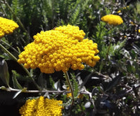 Bright gelb yarrow samen for anpflanzung – vibrant garten blooms