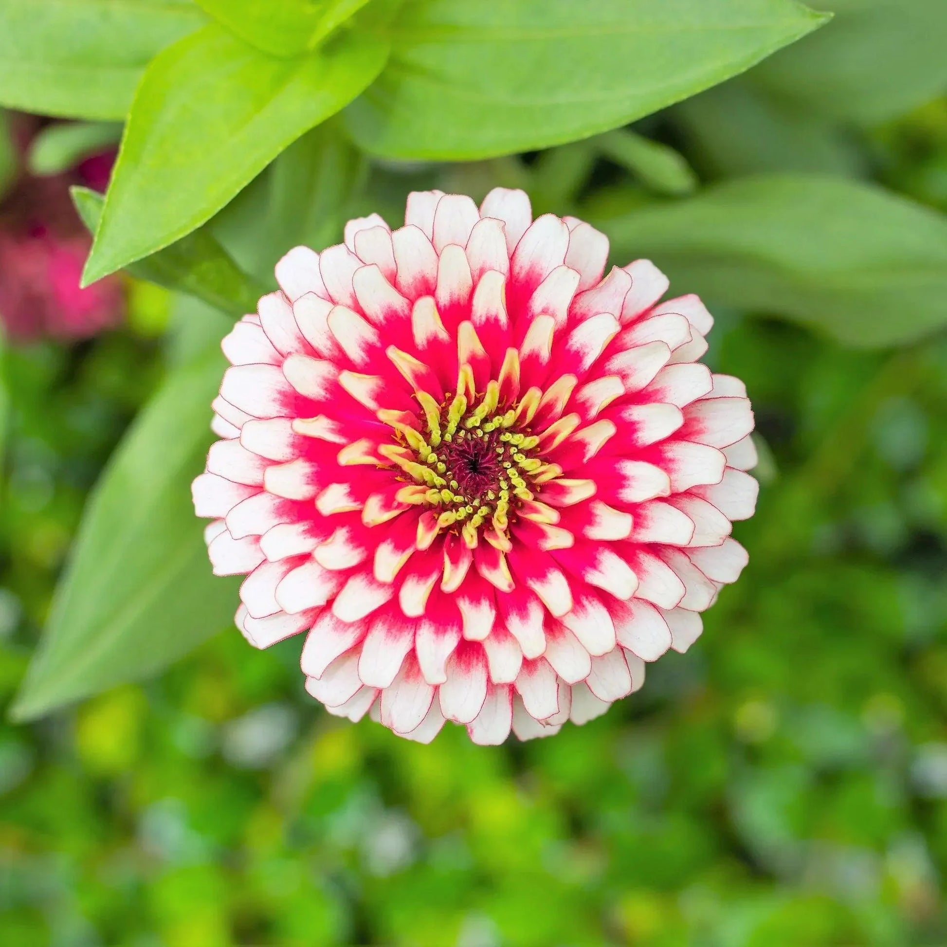 Bright weiß and rosa zinnia blooms in a garten bed
