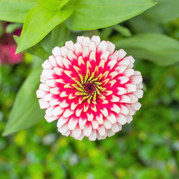 Bright weiß and rosa zinnia blooms in a garten bed