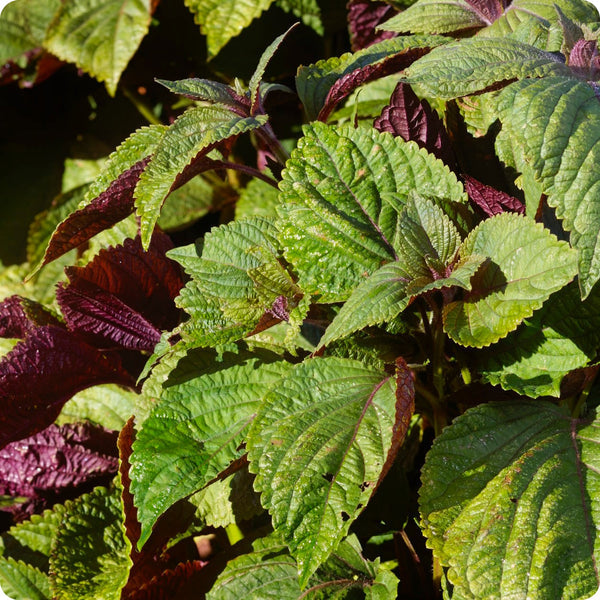 Britton Shiso Samen Perilla frutescens bi-colored foliage