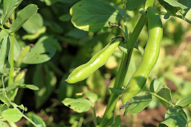 Cool season broad bean samen aussaat guide