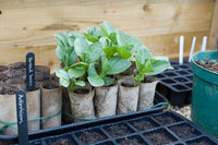 Broad bean samen ideal für backyard garten aussaat