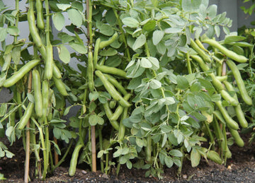 Broad bean samen nutritious pod non gmo für aussaat