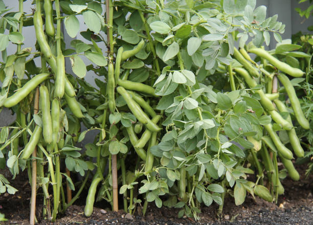 Broad bean samen nutritious pod non gmo für aussaat