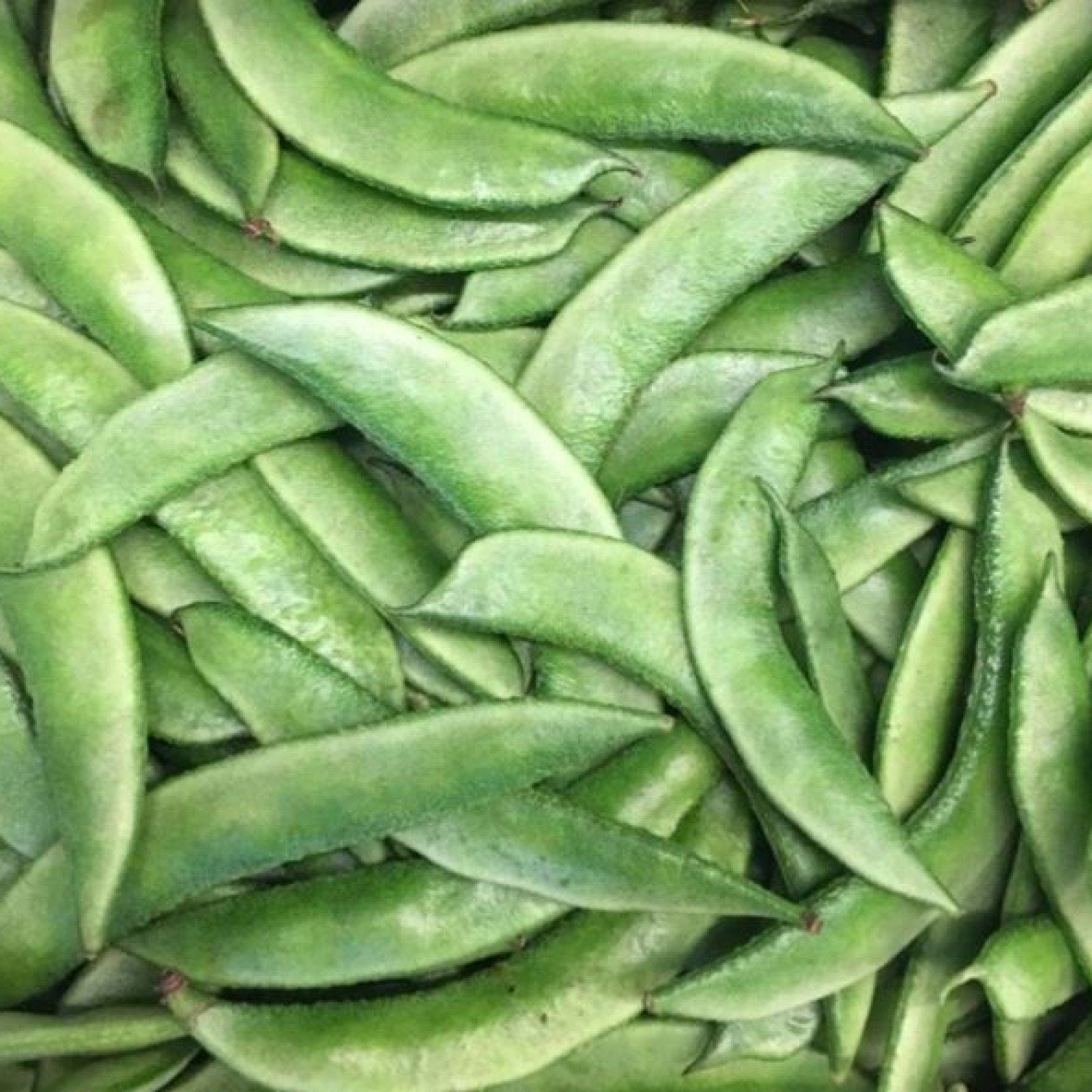 Broad bean samen with high germination für garten aussaat