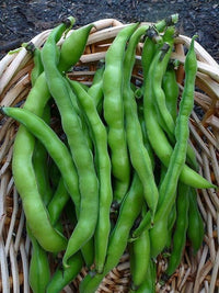High germination vicia faba broad bean samen