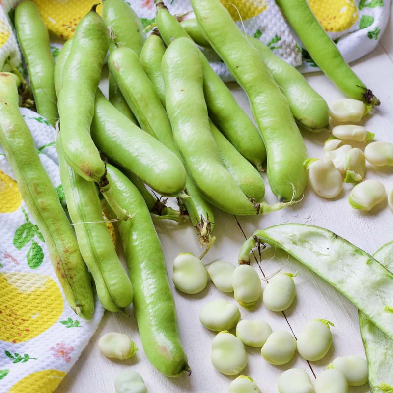 Broad tripoli bean samen non gmo für aussaat