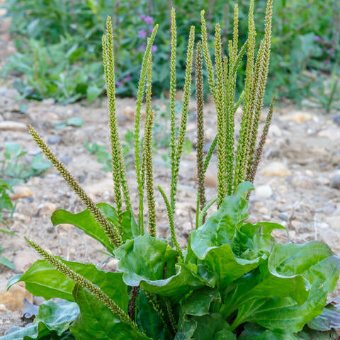 Broadleaf Plantain wildflower grown from Samen in naturalized area