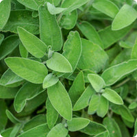 Broadleaf Sage Samen Salvia officinalis aromatic perennial Pflanze
