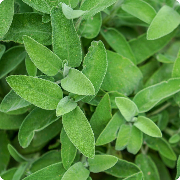 Broadleaf Sage Samen Salvia officinalis aromatic perennial Pflanze