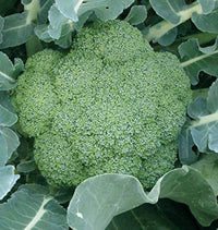 Brassica oleracea broccoli samen für aussaat