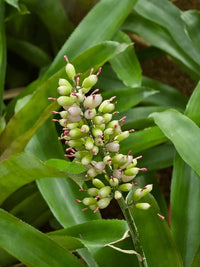 Grün Bromeliad Blumensamen – robust Sorte Traditionssorte & ohne Gentechnik Samen Hausgarten