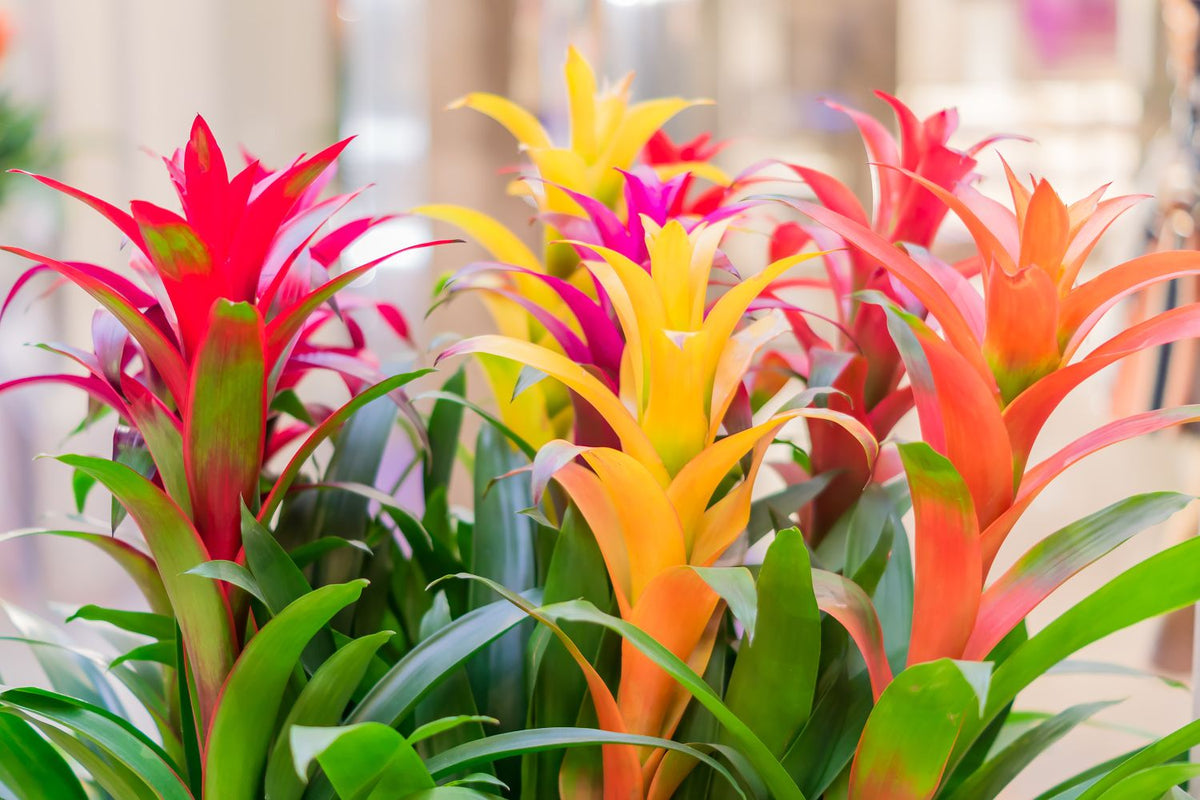 Mixed bromeliad tillandsia blume samen for anpflanzung - garten favorite, heirloom & gmo free samen for home garten
 
 sale samen for home garten